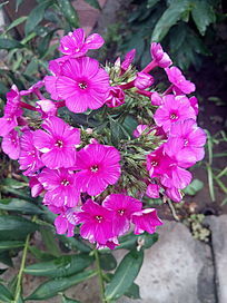 鲜艳的山竹花图片,高清大图