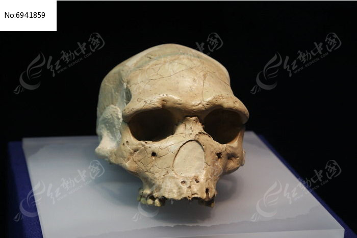 爪哇人头骨化石