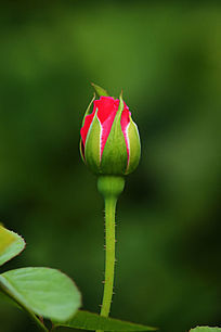 玫红色的月季花苞