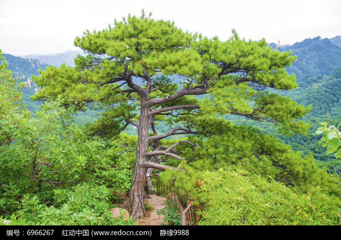 千山唐代古城松树图片