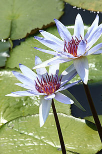 浅紫兰莲花
