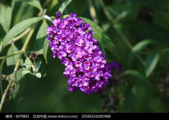 紫色花