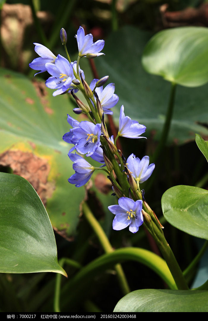 紫兰色小花