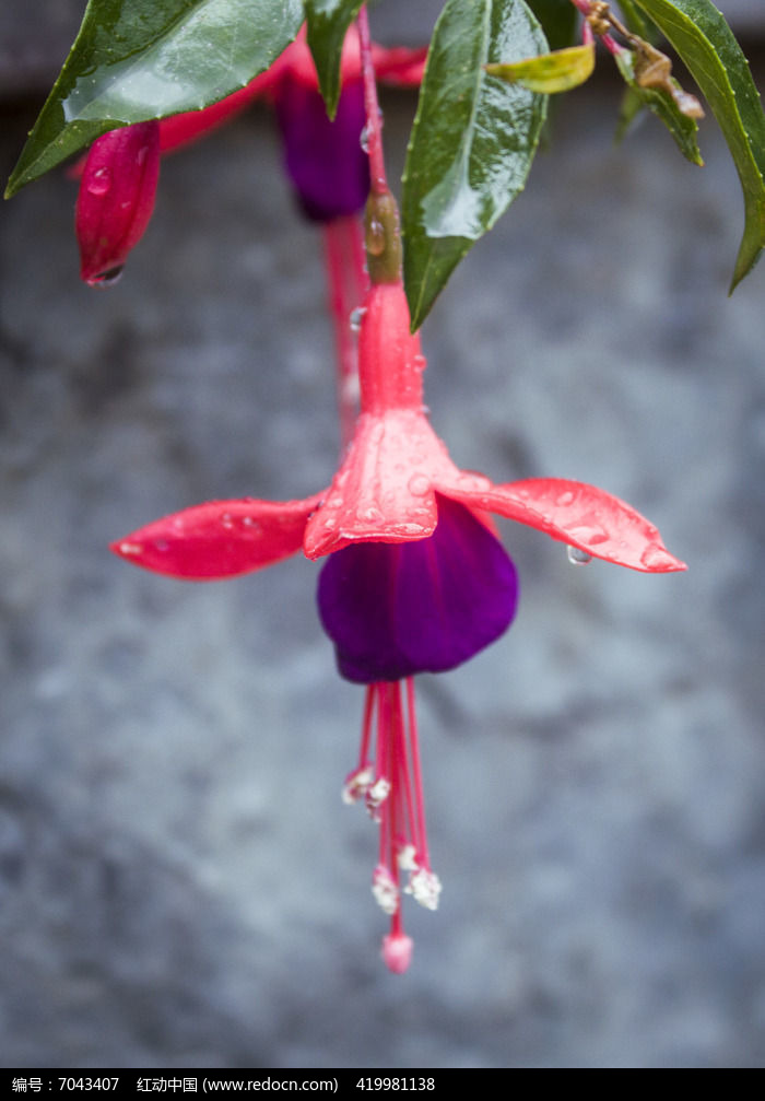 雨中的吊钟花