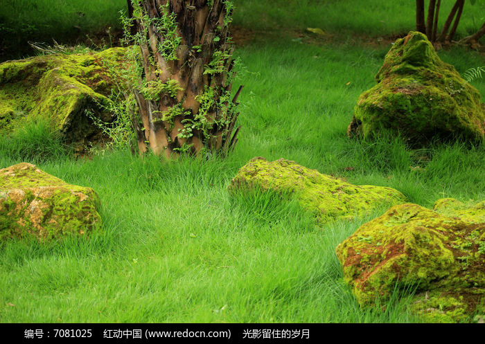 青苔高清下载