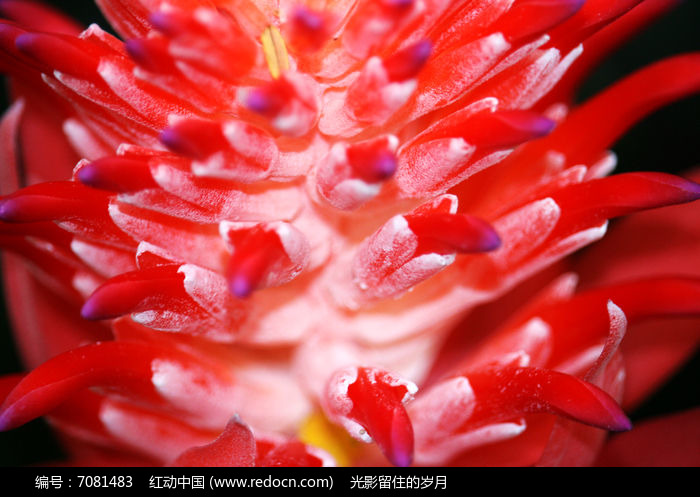 水塔花特写