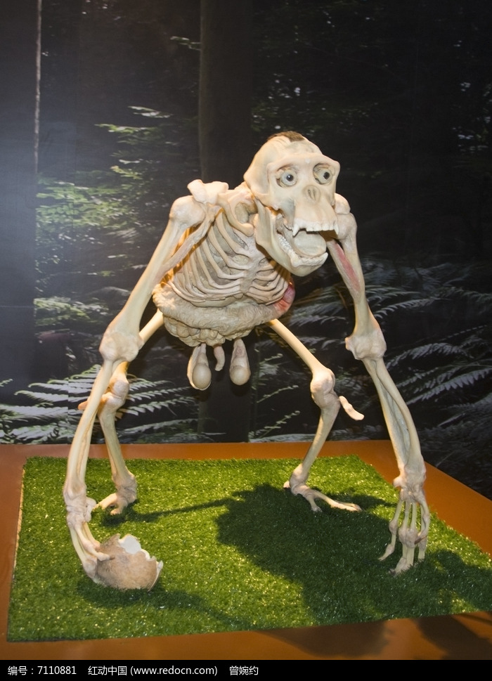 大猩猩骨骼标本