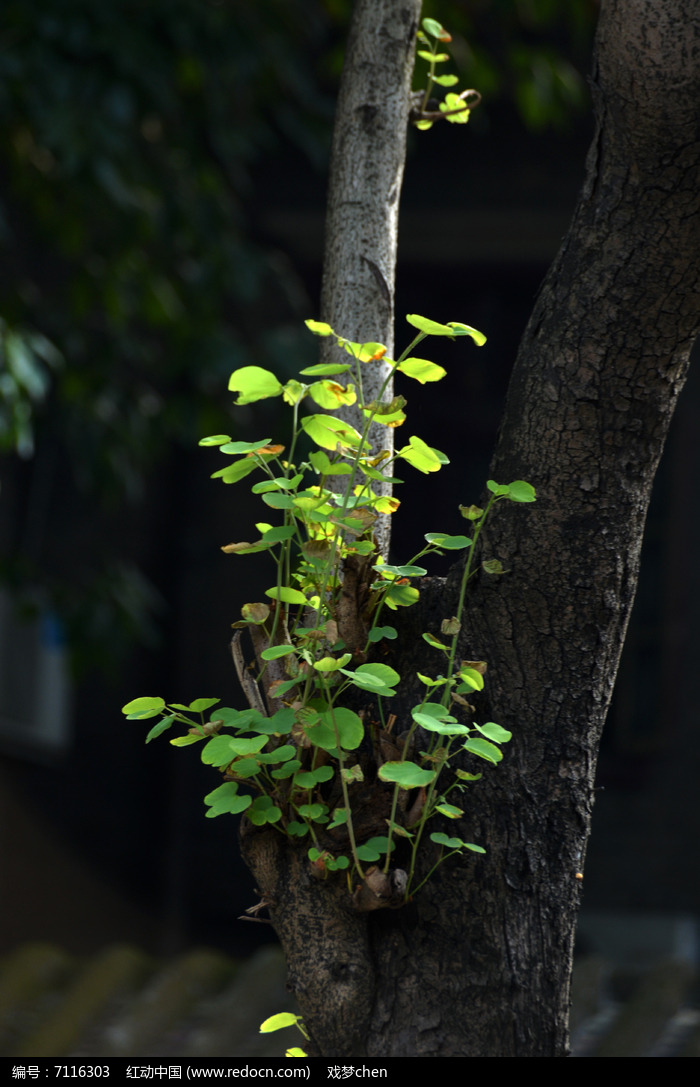 菩提古树叶子