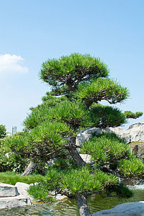 长青松树