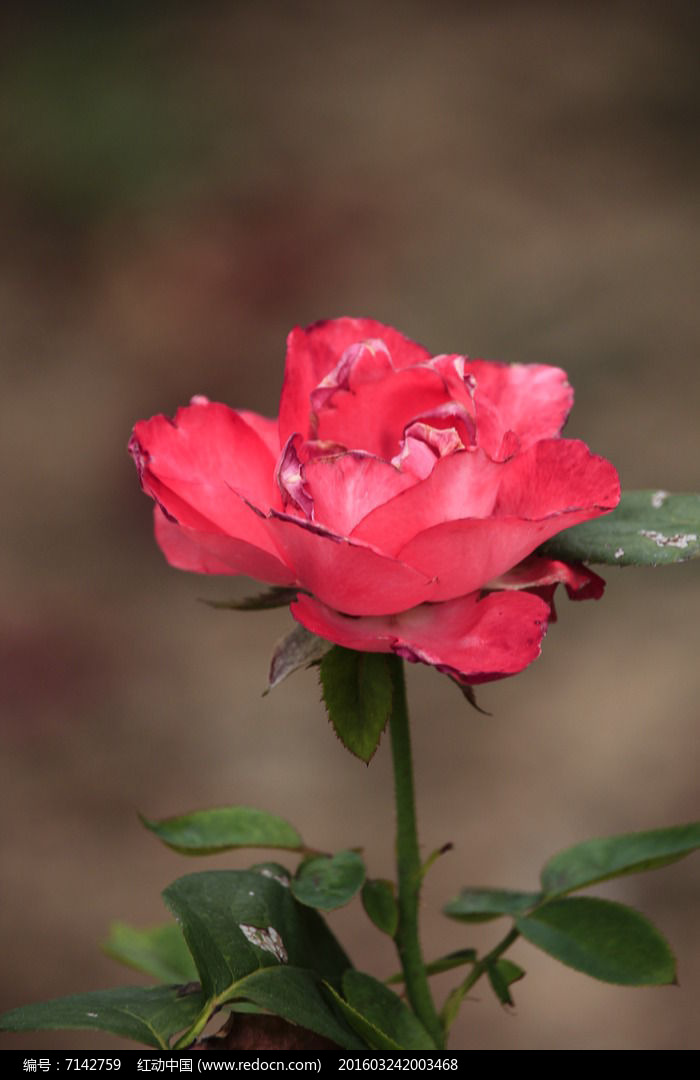 玫红色月季花