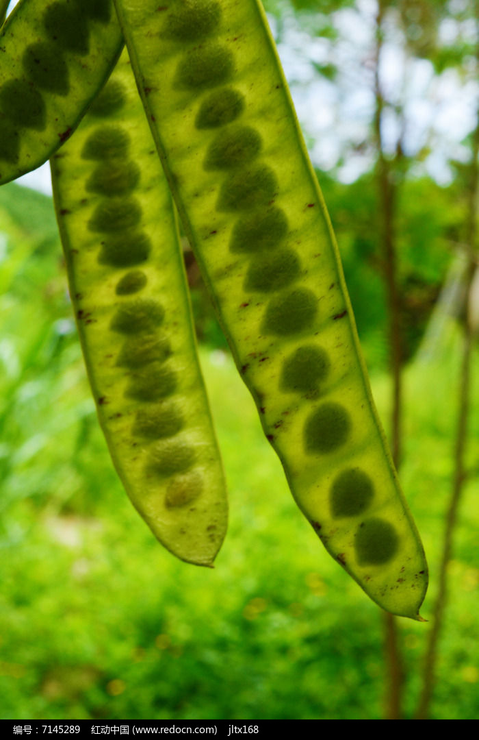 豆类植物