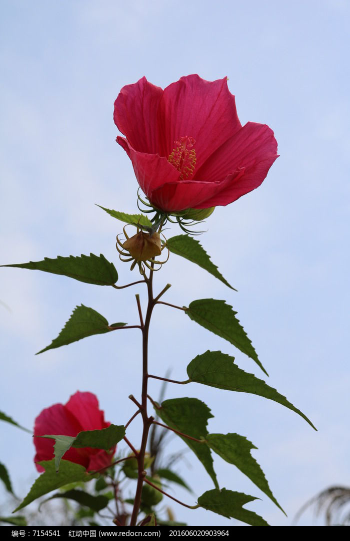 晴空下的朱槿花