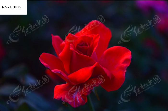 鲜花玫瑰花花朵图片高清图片下载_红动中国