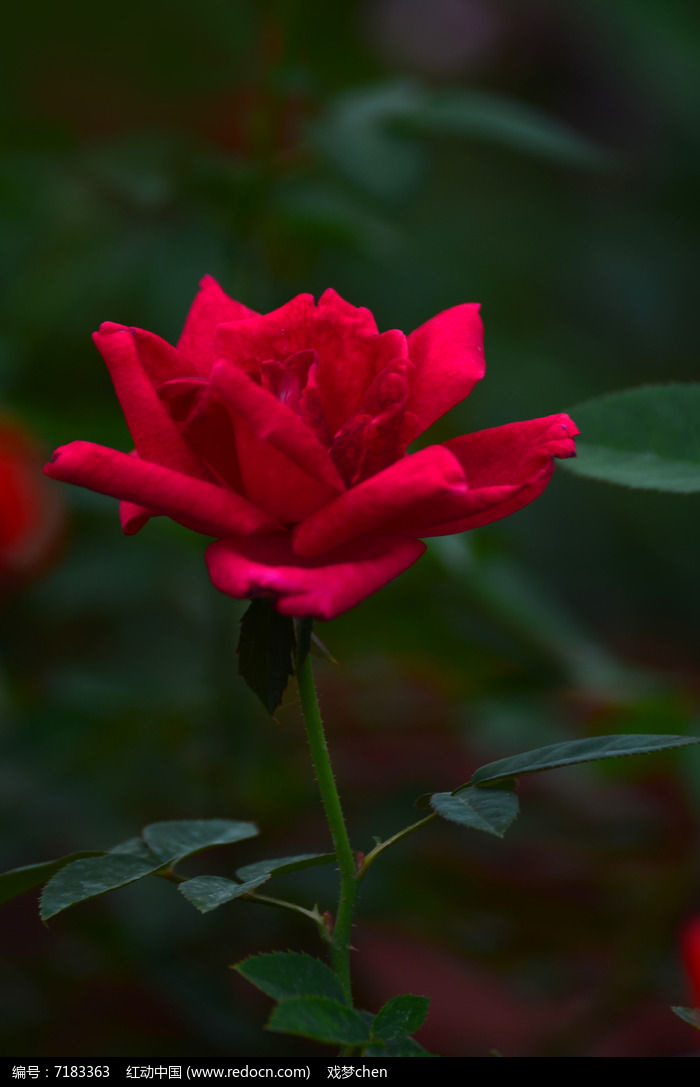 红色月季花鲜花图片