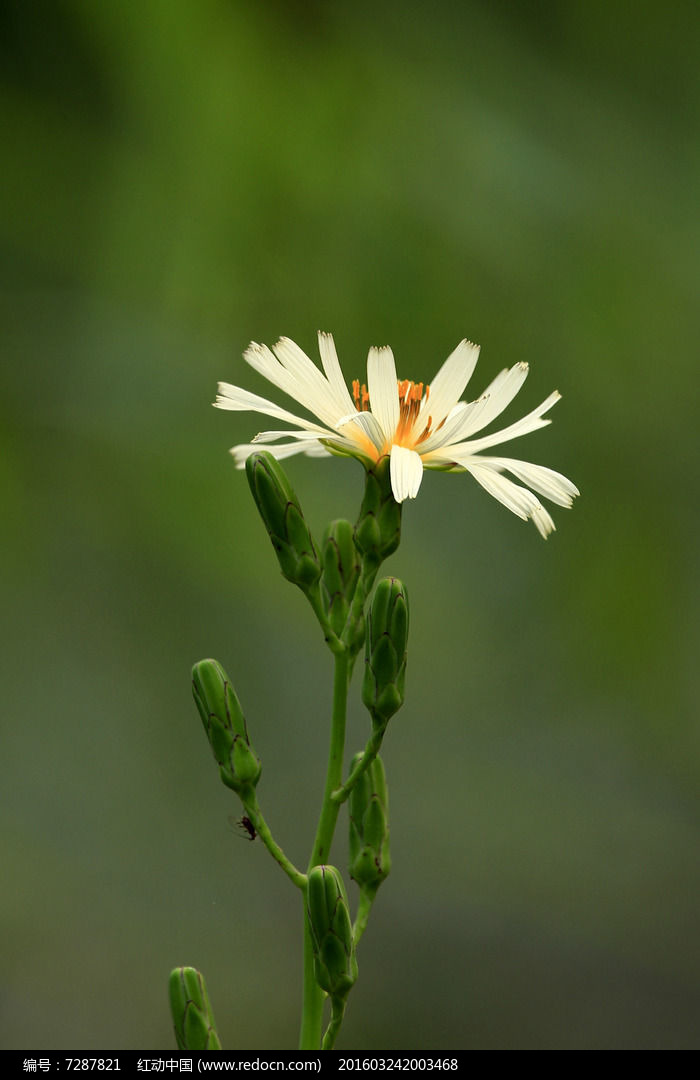 苦菜花高清