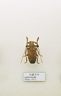 昆虫甲虫毛簇天牛标本