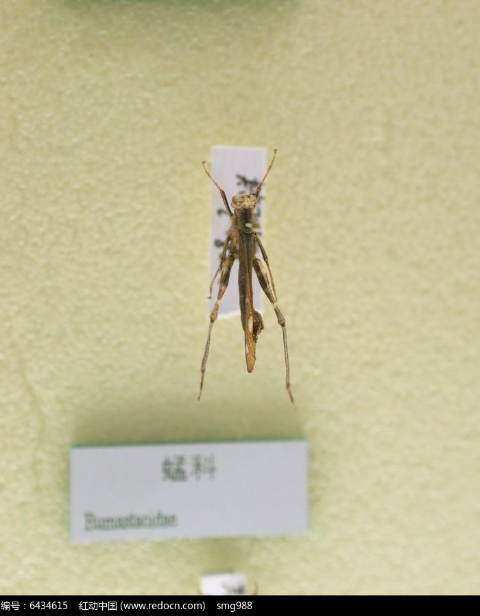 昆虫蜢科标本