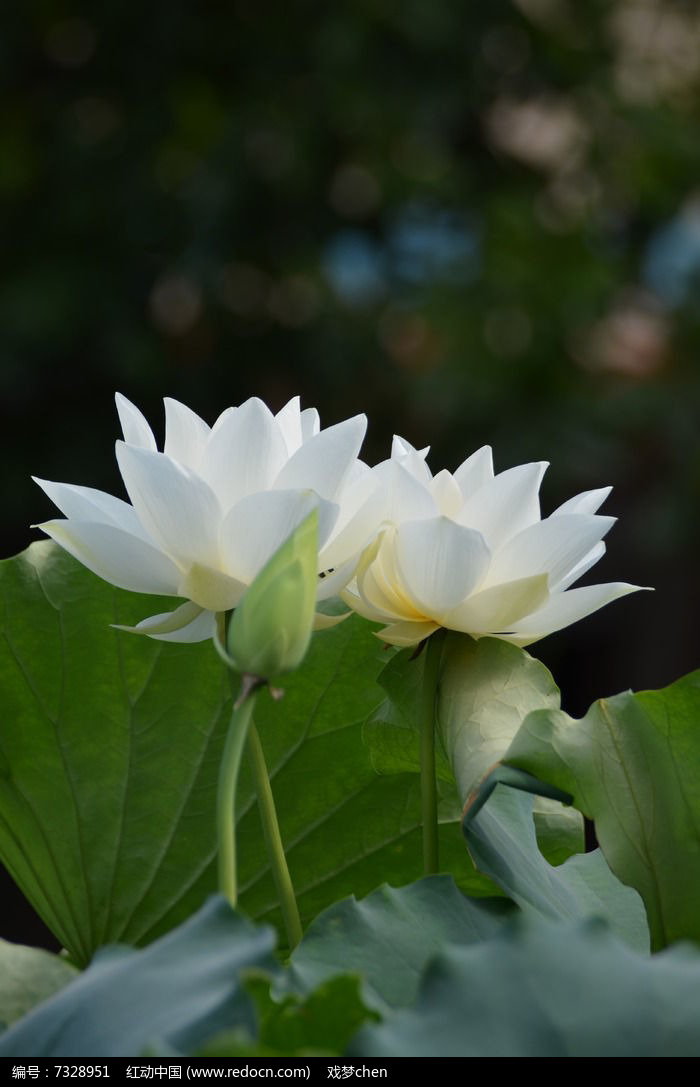 白莲花风景图片