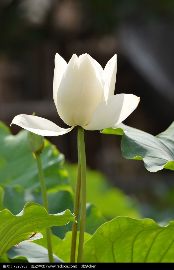 含苞的白莲花