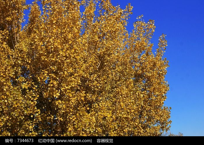 蓝天下的金黄色大叶杨树图片,高清大图_树木枝