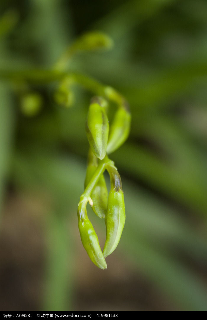 兰花的嫩绿花苞