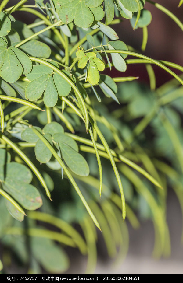 决明子植株