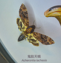 昆虫标本鬼脸天蛾