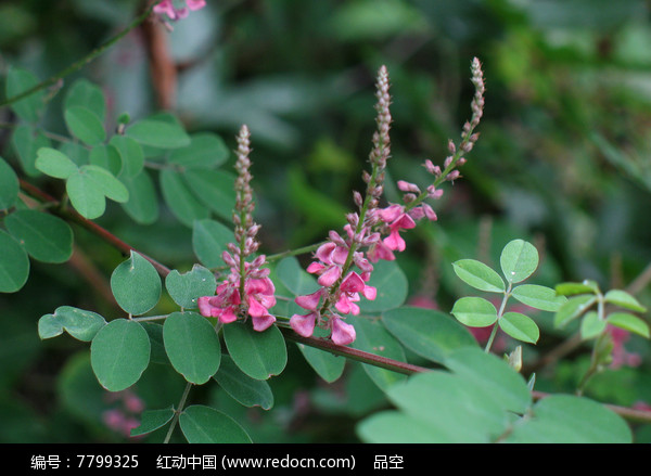 马棘花朵