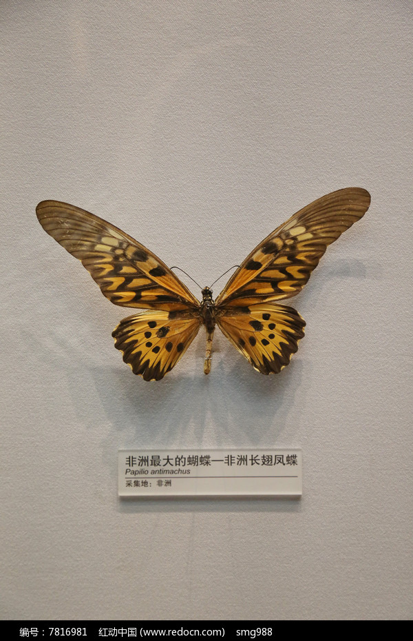 昆虫非洲长翅凤蝶标本