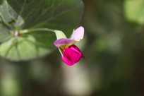 白色豌豆花蝴蝶花