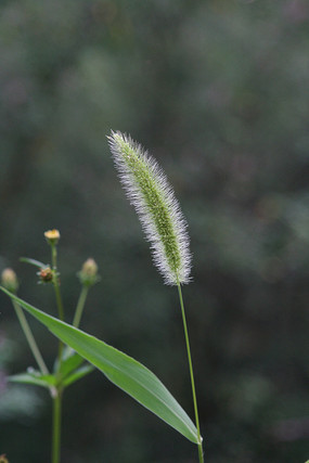 禾本科植物狗尾巴草