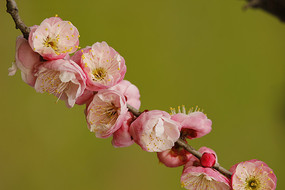 粉红色梅花