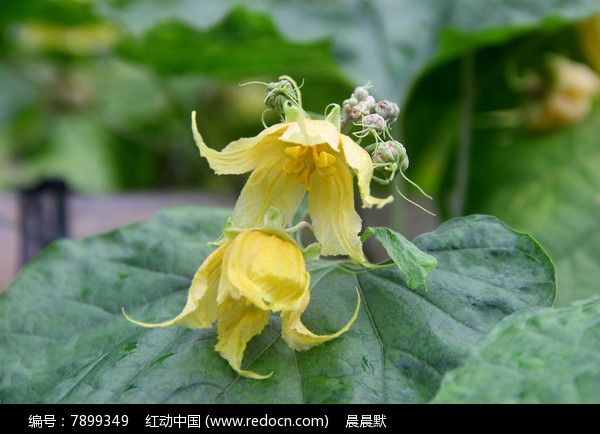 罗汉果花