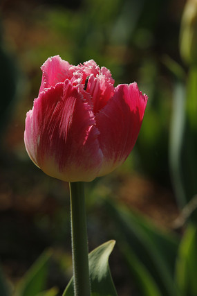 玫红色的郁金香花