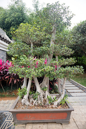 盆栽风景树