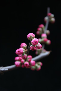 纯黑背景的梅花花苞