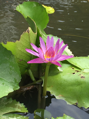 池塘里的莲花