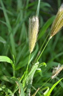 虎尾草细节