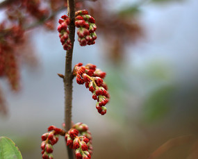 马桑树花