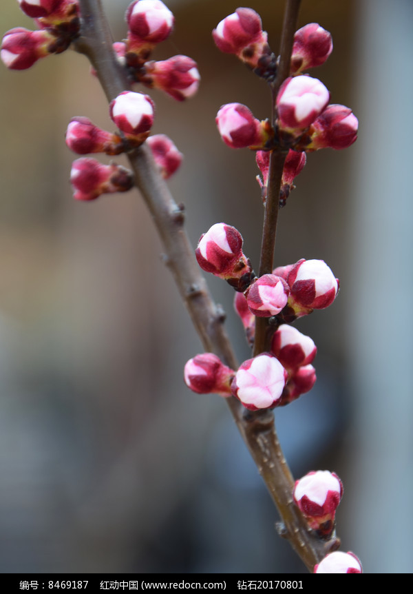 杏树开花摄影图