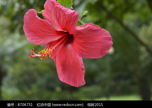 扶桑花摄影素材