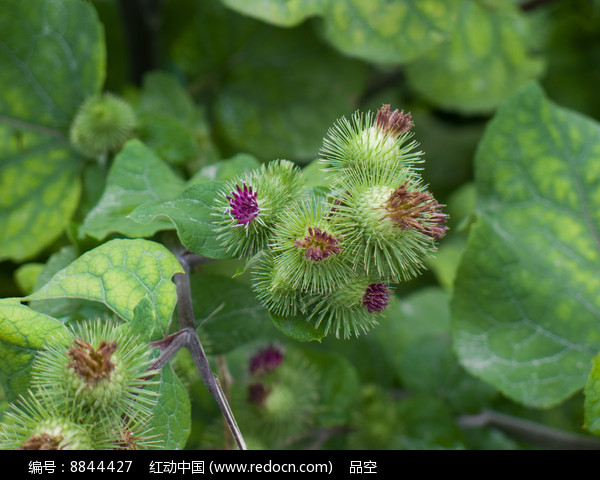 牛蒡花图片 牛蒡花图片画法