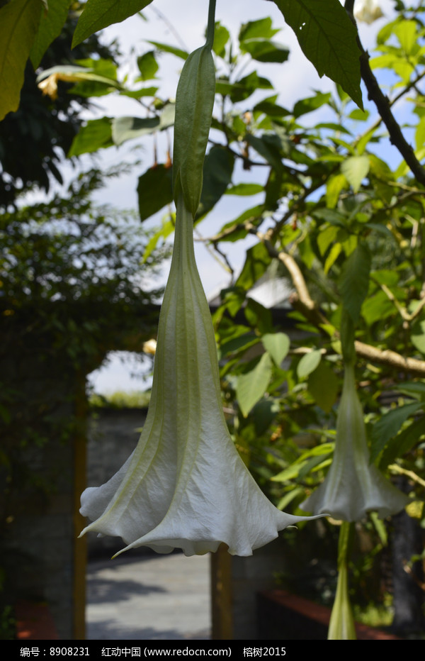 风茄花