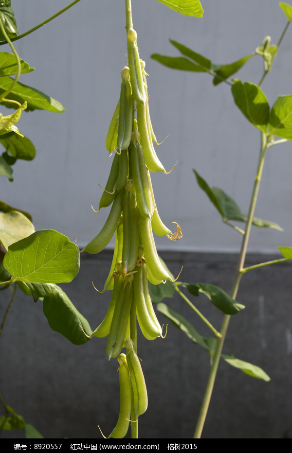 猪屎豆荚果