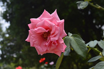 粉色蔷薇图片大全_粉色蔷薇高清照片,摄影图_红动中国