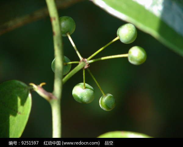 菝葜果实