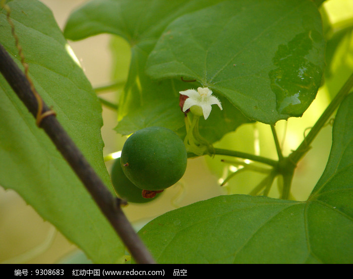 葫芦科马交儿属植物钮子瓜花果