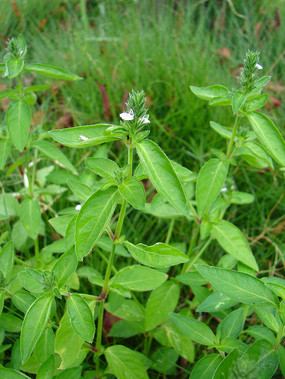 牛膝穗状花序