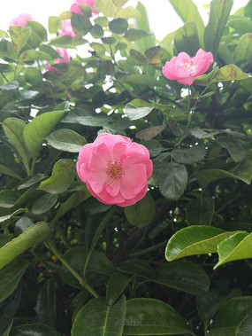 一朵蔷薇花