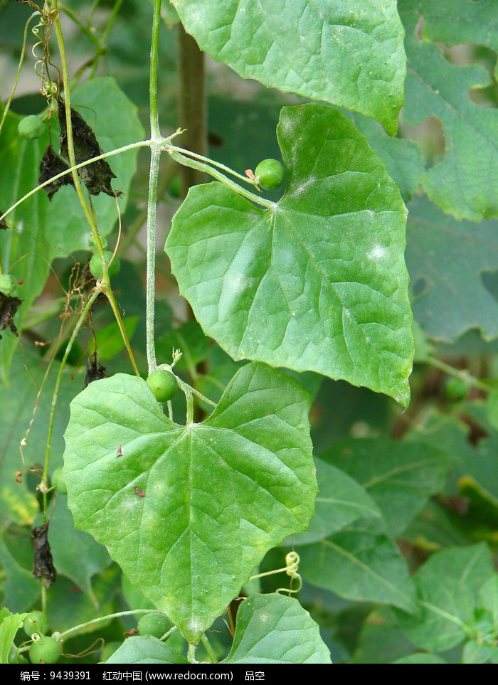 葫芦科马交儿属植物钮子瓜